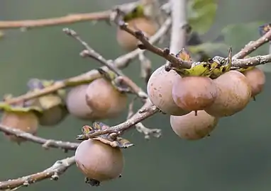 Lotus persimmon (Diospyros lotus) fruit on branch