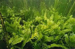 Killer algae are single-celled organisms, but look like ferns and grow stalks up to 80 cm long.