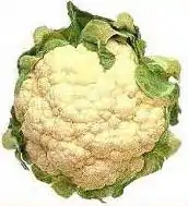 Image 4Cauliflower – Brassica oleracea var. botrytis (from Evolutionary history of plants)