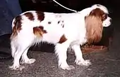 Rich chestnut markings on a white pearly coat.