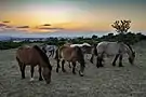 Horses in the Murgia National Park