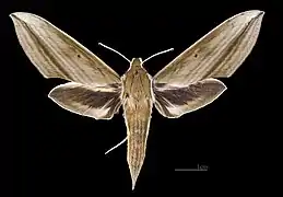 Cechenena minor ♀
