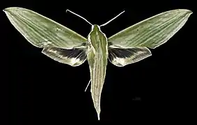Male dorsal view