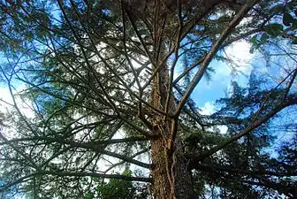 Cedar (Cedrus)