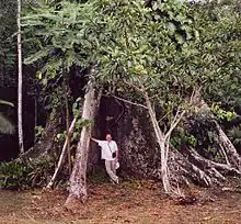 Buttress roots of a Ceiba tree near the bank of the Amazon close to Iquitos, Peru.