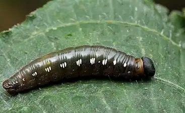 Larva