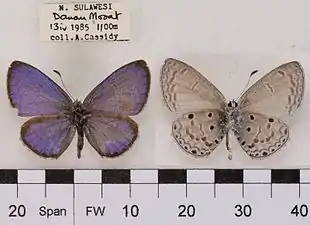 Museum specimen