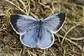 Holly blue female