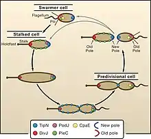 Regulation of cell polarity