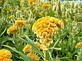 Celosia cristata. Common name yellow toreador.