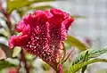 Celosia cristata (Cockscomb)