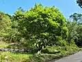 Whole Tree near Lower Shing Mun Reservoir