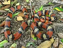 Scarletsnake (Cemophora coccinea)