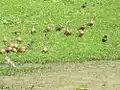 Lesser whistling ducks