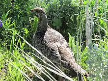 Sage Grouse in Bighorn National Forest