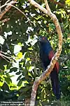 Greater coucal