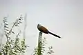 Malagasy coucal (Centropus toulou)