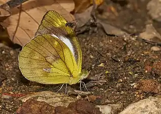 Ventral view