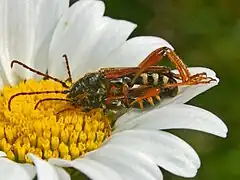 Mating pair