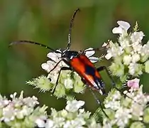 S. bifasciata