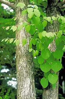 Cercidiphyllum are found in Hell Creek