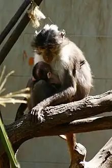 Brown and white monkey and baby