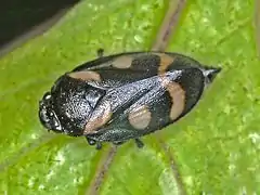 Adult just outside the exuvia, showing pinkish markings