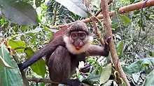 Cercopithecus erythrogaster