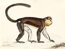 Mona monkey