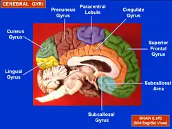 Medial surface of left cerebral hemisphere. Cuneus is visible at left in green.