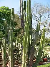 High plants of Cereus jamacaru