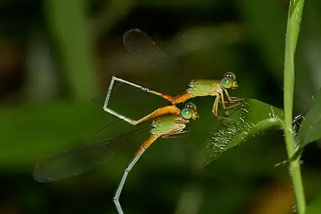 A pair of Ceriagrion cerinorubellum mating