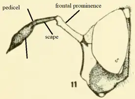 antennae