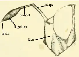 Cerioidini antennae diagram