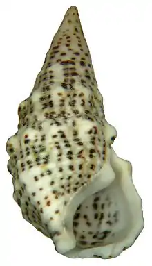 Cerithium litteratum