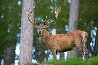 red deer