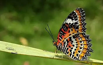 Ventral view