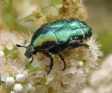 Image 4Rose chafer beetlePhoto credit: ChrumpsThe rose chafer (Cetonia aurata) is a reasonably large beetle (20 mm/¾ in long) that has metallic green coloration with a distinct V shaped scutellum, the small triangular area between the wing cases just below the thorax. Rose chafers are found over southern and central Europe and the southern part of the UK.More selected pictures