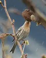 A house finch eating London plane seeds in Seattle