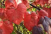 Vitis coignetiae in Northern France.