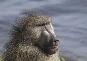 Chacma baboon