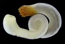 "Chaetoderma nitidulum"