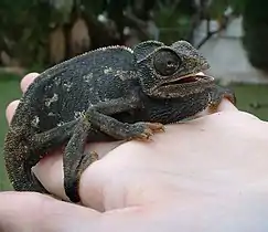 This common chameleon (Chamaeleo chamaeleon) turned black.