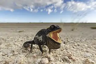 Namaqua chameleon in threat display, Namib-Naukluft National Park, turned black and opened its mouth when an attempt was made to move it off a busy road.