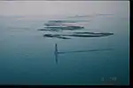 The Chandeleur Islands after Hurricane Georges; the islands are flooded and defoliated