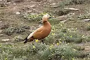 Ruddy shelduck & wildflowers, Jun 2018