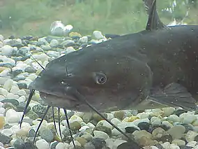 Channel catfish