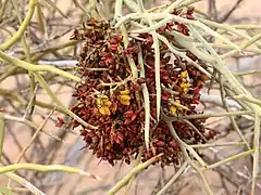 fruit cluster