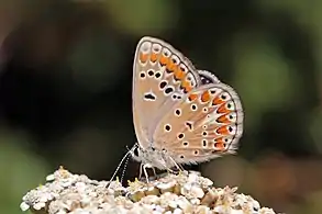 female, Italy