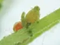 Oogonium (larger) and antheridium (with red centre) of the alga Chara, produced on the stem of a plant